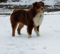 Tina Wolcott - Australian Shepherd Dog Stud