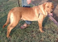 Labrador Retriever thumbnail