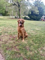 Rebecca Stowers - Golden Retriever Stud