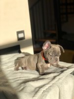 Franklin jerry - French Bulldog Stud