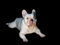 Jess - French Bulldog Stud