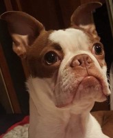 Nicolette Fornasari - Boston Terrier Stud