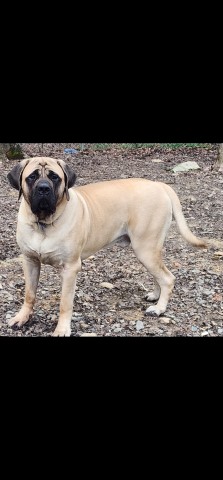 Lakeside English Mastiffs of Georgia and North Carolina