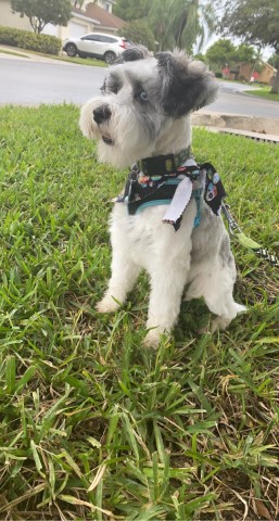 Miniature Schnauzer Stud 30705