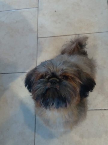 Shih Tzu Stud 29711