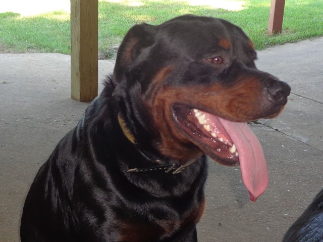 Rottweiler Breeder 17492