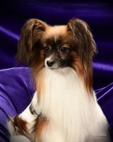 Rainbowland Papillons Papillon breeder