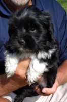 Rick - Havanese Breeder Havanese breeder