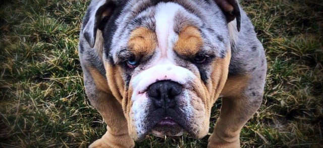 English Bulldog Stud 26904