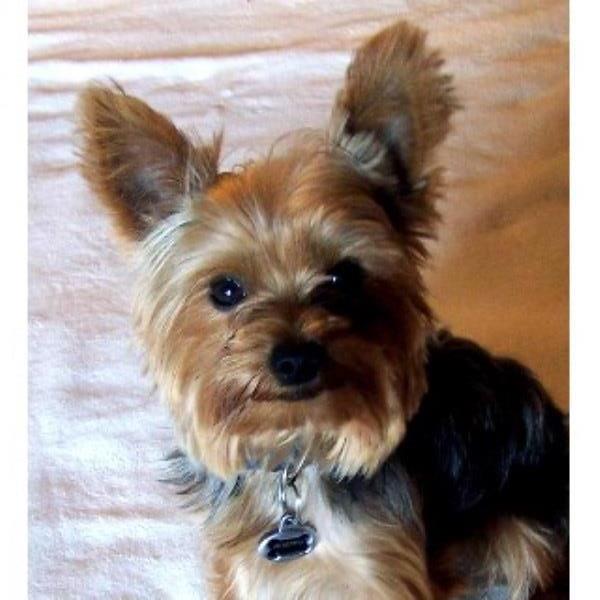 Yorkshire Terrier Stud 21959