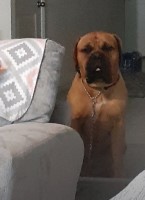 Ginney - Bullmastiff Stud