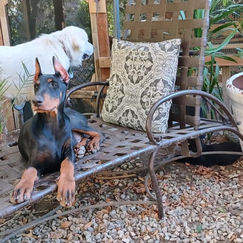 Doberman Pinscher Stud 31817