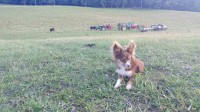Justine - Australian Shepherd Dog Stud