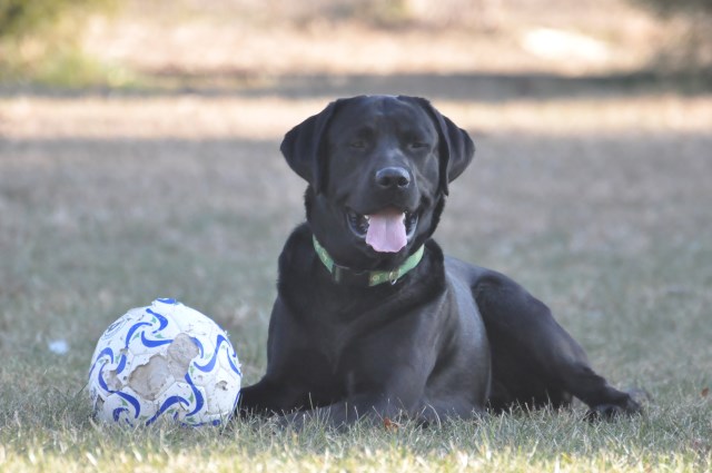 Labrador Retriever Stud 25944