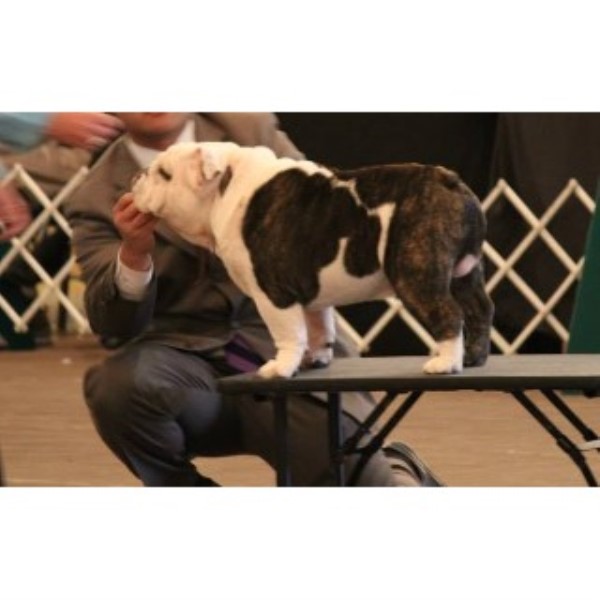 35 HQ Images English Bulldog Rescue Texas Houston - Help needed for rescued Texas bulldogs - Williston Observer