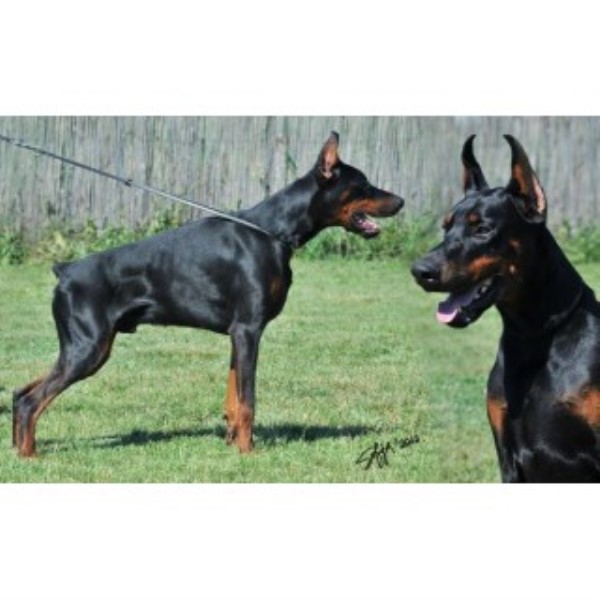 Doberman Pinscher Breeder 19797