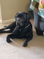 Stephanie Hall - Labrador Retriever Stud