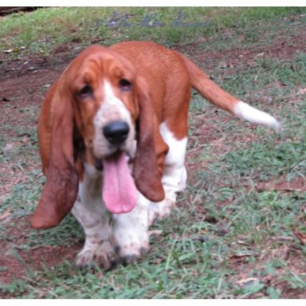 Basset Hound Breeder 23793