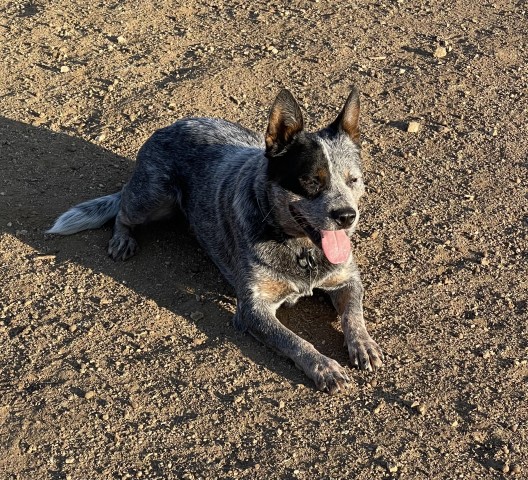 Australian Cattle Dog Stud 29961