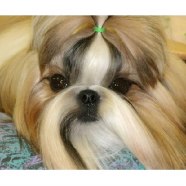 Fantasy Shih Tzu