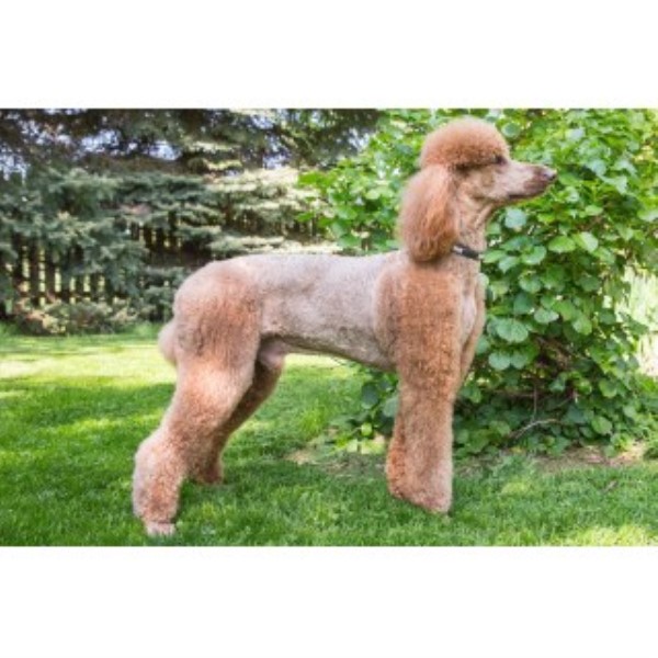 Poodle Standard Stud 21773