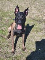 Mark - Malinois Stud