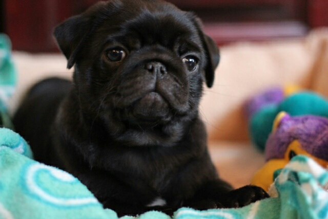 pug breeders in newfoundland bickford kennels pug breeder in st johns newfoundland pug breeders in newfoundland bickford kennels pug breeder in st johns newfoundland