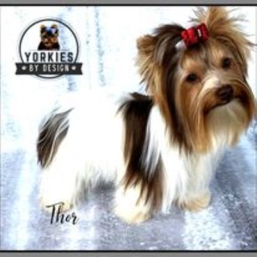 Yorkshire Terrier Stud 30798