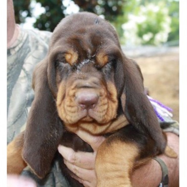 Lonestar Bloodhounds, Bloodhound Breeder in Smyer, Texas