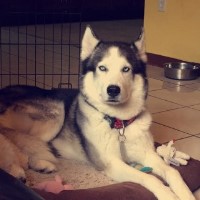 Kathya Vilchez - Siberian Husky Stud