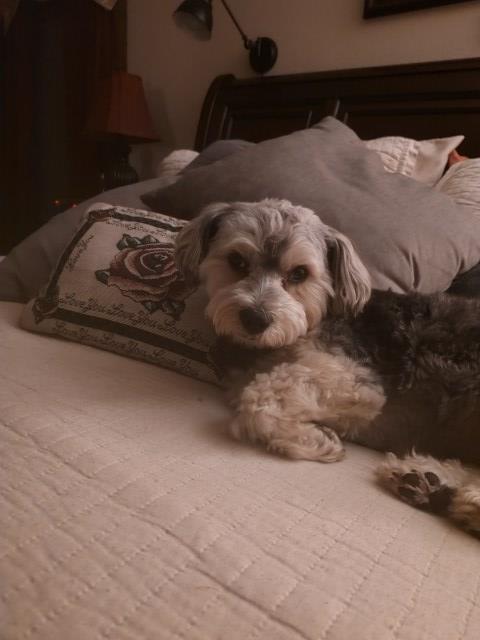 Yorkipoo Stud 29901