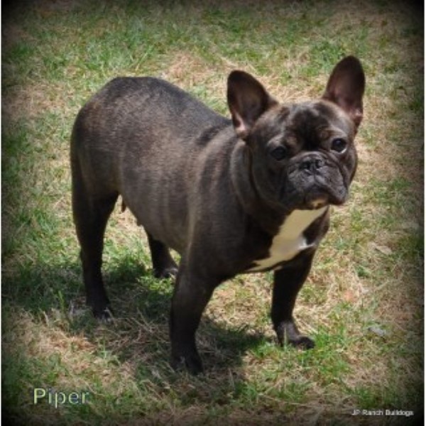 JP Ranch Bulldogs, French Bulldog Breeder in Conway, Arkansas