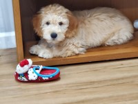 valentina - Goldendoodle Stud