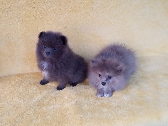 Pomeranian Breeder 31795