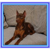 Kim Bril - Miniature Pinscher Stud