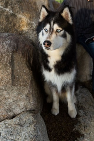 Siberian Husky Stud 25529