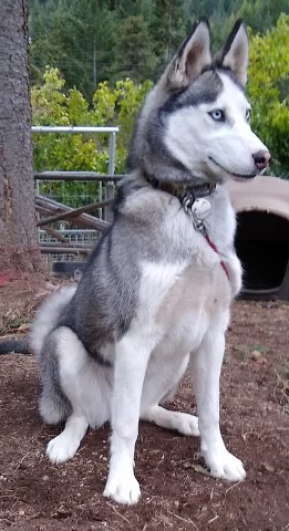 New Moon Siberian Huskies, Siberian Husky Breeder in ...