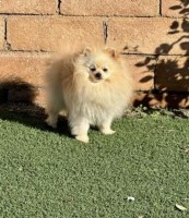 Norah Hess - Pomeranian Stud