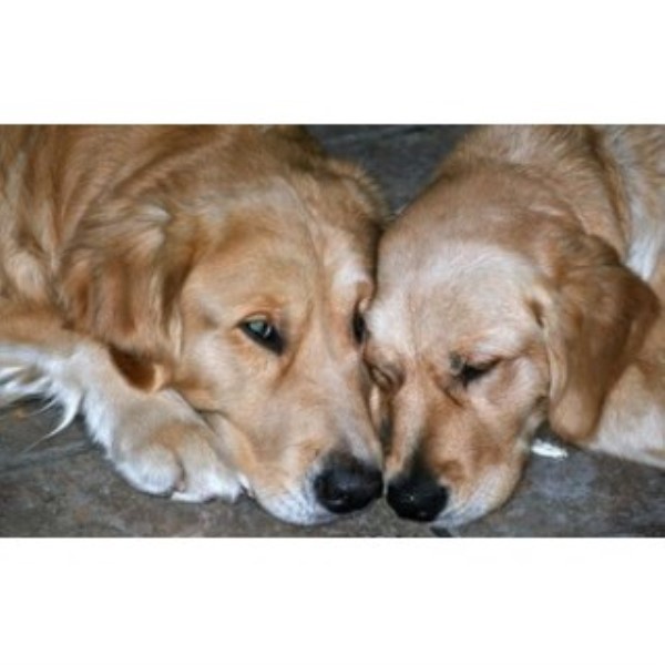 Byall Acres Golden Retrievers, Golden Retriever Breeder in ...