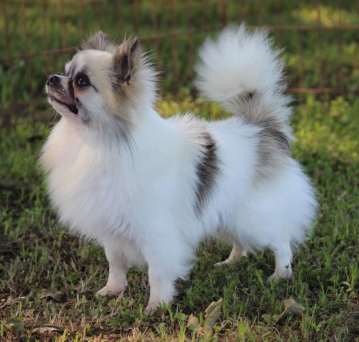 Chihuahua Breeder 26088