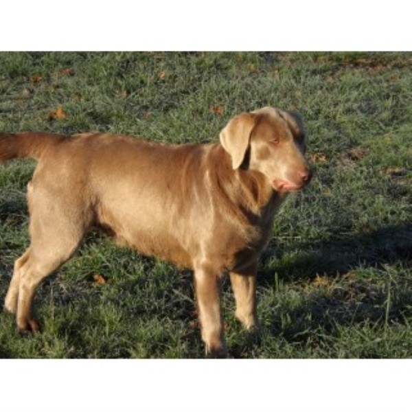 Labrador Retriever Breeder 22559