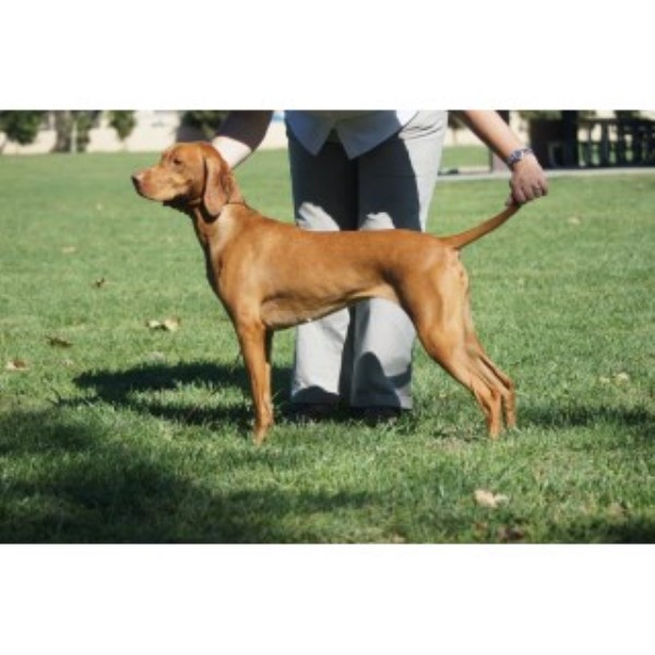 Vizsla Breeder 25198