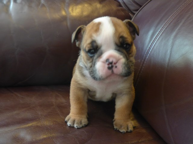 English Bulldog Breeder 16016