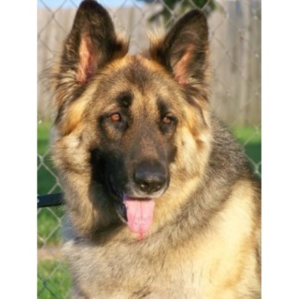 German Shepherd Dog Breeder 22507