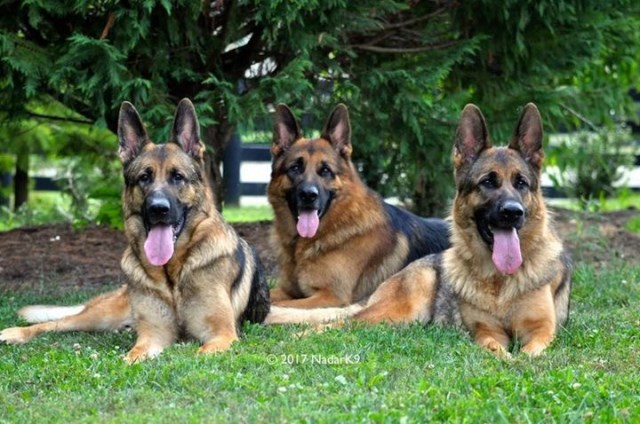 German Shepherd Dog Breeder 25845