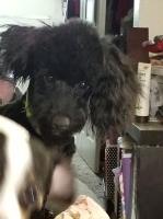 Elizabeth - Poodle Toy Stud