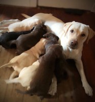 Madra Sonas Labrador Kennels, LLC Labrador Retriever breeder