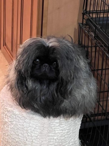 Pekingese Stud 31039