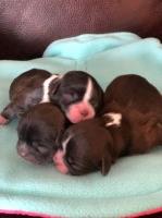 Nor ~ Lea Shelties & Shih Tzu Of New York Shih Tzu breeder