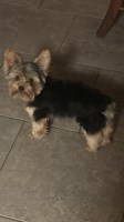 Melissa Nykulak - Yorkshire Terrier Stud